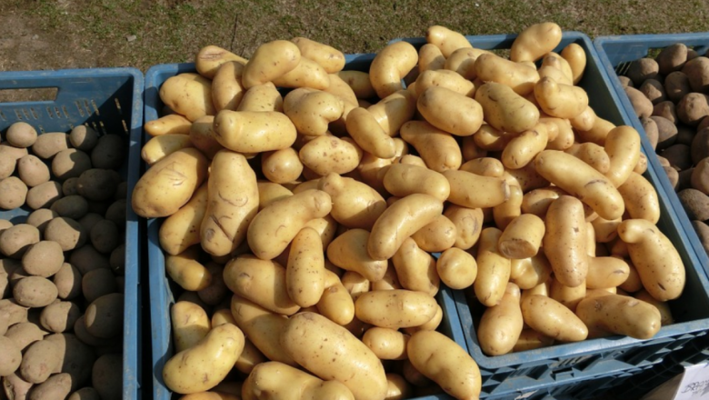 От бранша: И в момента вносен картоф се преопакова за български