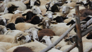 2021 за овцевъдите: Стотици фермери получиха своите спрени пари без санкция