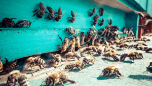 Приемът по Пчеларската програма за 2022 г. ще стартира на 4 януари
