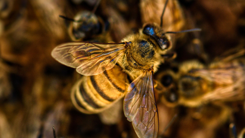 Разочаровани стопани въпреки по-високите добиви от мед в Добруджа