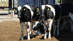БАБХ дава подробности за достъпа на животновъдите до ВетИС