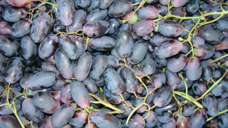 Велика - най-раннозреещият и едроплоден десертен сорт грозде в света