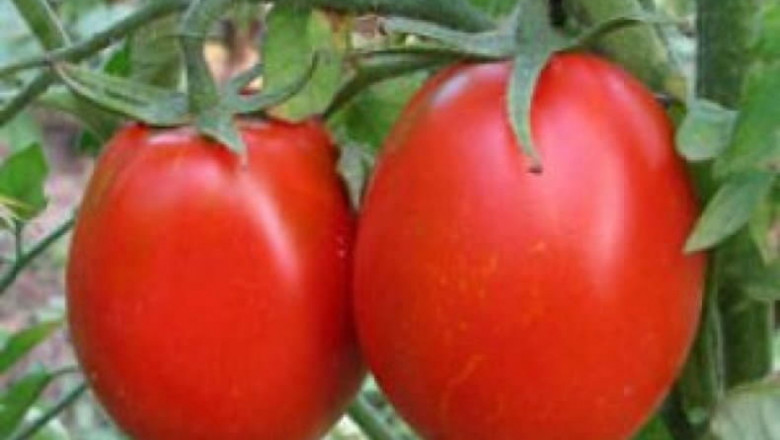 Отглеждане на разсад от домати за ранно полско производство