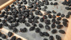 Сушене на плодове с професионална сушилна камера на ишлеме - Снимка 1