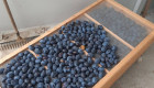 Сушене на плодове с професионална сушилна камера на ишлеме - Снимка 3
