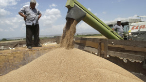 Цената на зърното продължава да дърпа надолу