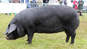 Голяма черна свиня - Корнвал (Large Black)