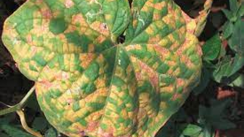 Мана по краставици, дини, тиквички и тиква - Pseudoperonospora cubensis (кубинска мана)
