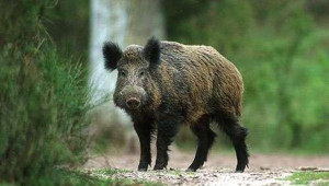 Заради АЧС: Удължиха срока за групов лов на дива свиня