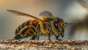Как да разпознаем диарията при пчелите?