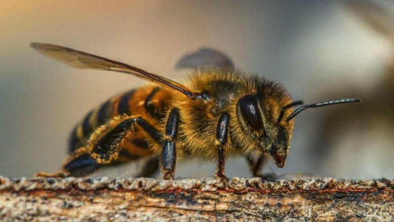 Как да разпознаем диарията при пчелите?