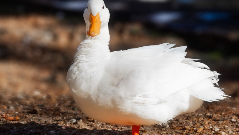 Птичият грип плъзна по патици в Хасковско