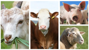 Статистика: Колко селскостопански животни останаха у нас и къде?