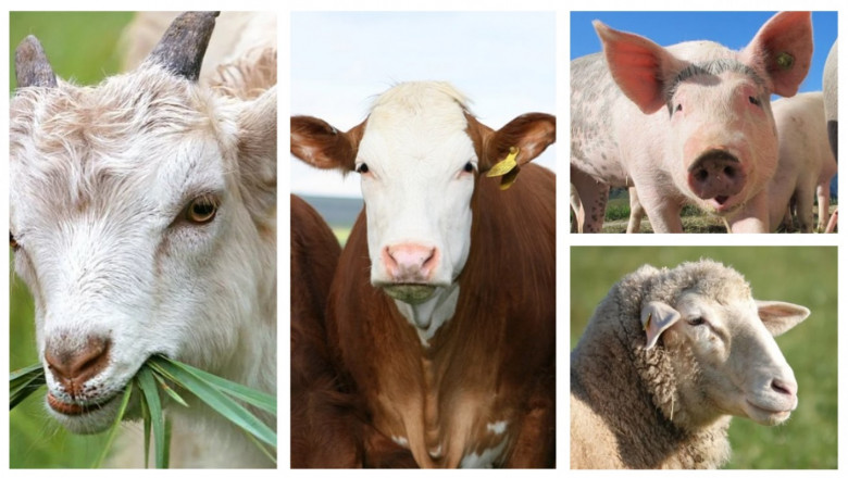 Статистика: Колко селскостопански животни останаха у нас и къде?