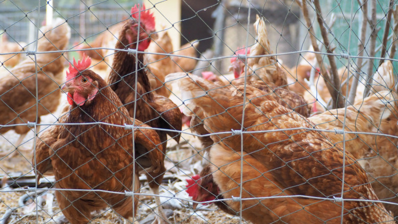Текат клинични прегледи на птицевъдни стопанства в Кърджалийско