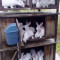 Продава прясно месо от зайци (по поръчка) - Агро Борса