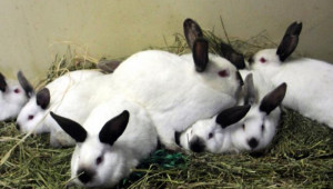 Как да познаем опасна ли е токсоплазмозата при зайците