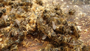 Как да разпознаем болестта септицемия при пчелите?