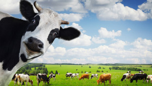 Хранене и гледане на кравите