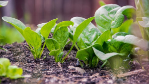 Биодинамична борба с вредителите в зеленчуковото стопанство