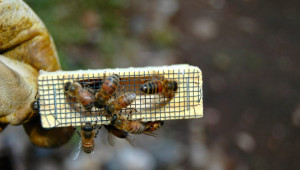 Как да сменим старите пчелни майки – начини на придаване на майка?