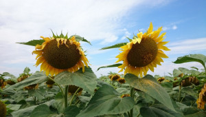 Слънчоглед - особености в агротехниката на слънчогледа