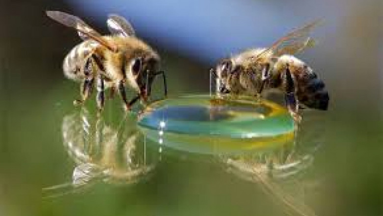 Пролетно подхранване със захарен сироп на пчелите