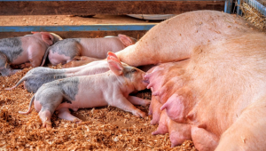 Инвестиционни предложения: Нова ферма за 150 свине-майки в Пловдивско