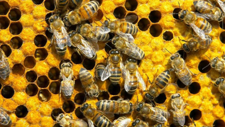 Как се прави главен (основен) пролетен преглед на пчелните семейства?