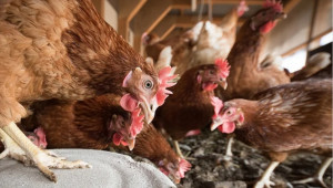 Птичи грип превзе ферма с 4 000 кокошки