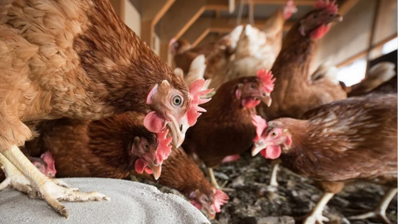Птичи грип превзе ферма с 4 000 кокошки