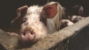 Африканската чума избухна отново при домашни свине