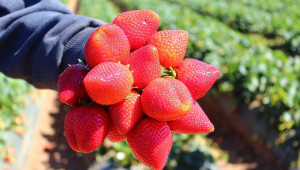 Наши фермери плащат повече за бране на малини и ягоди от европейските работодатели