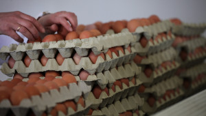 Салмонела удари птицеферма с над 30 хиляди кокошки