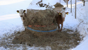 Как се гледат крави на открито през зимата