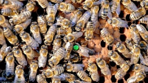 Как да бележим пчелните майки