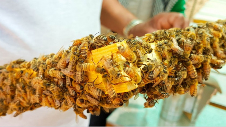 Програма със стипендии за обучение на пчелари стартира през март у нас