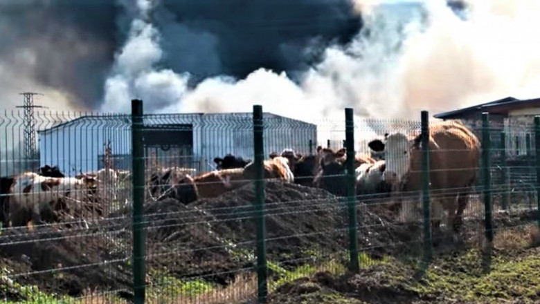 300 крави бяха спасени от пожар в кравеферма