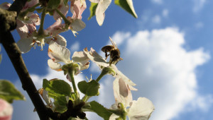 Иван Кънев за пчеларските интервенции: Не можеш да залагаш бюджети, като гледаш в облаците