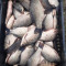 Купувам жива риба каракуда шаран  и всички други риби - Агро Борса