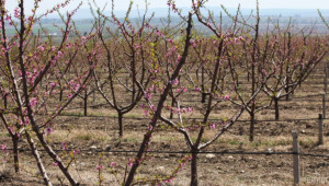 До 14 март овощари и градинари заявяват помощ за зимни пръскания