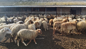 Симеон Хаджиев: Оставям овцете на тъмно, а смеските купувам на консигнация - Снимка 4