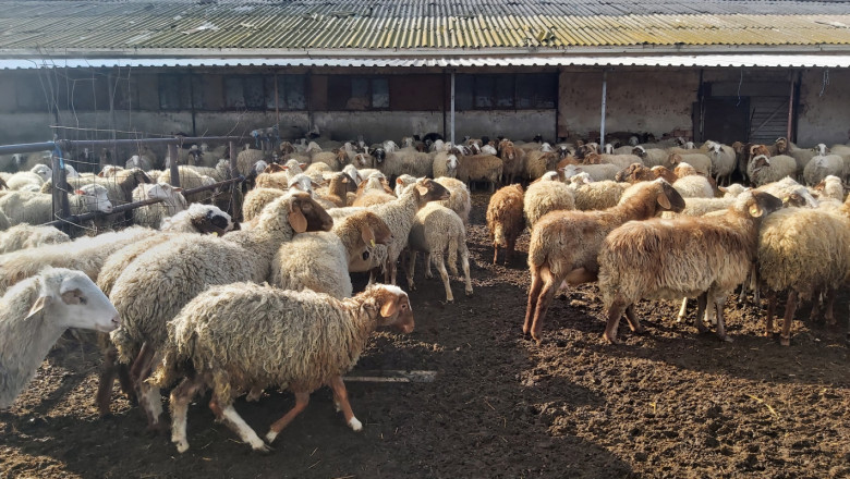 Симеон Хаджиев: Оставям овцете на тъмно, а смеските купувам на консигнация