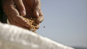 Борси: Пшеницата търпи загуби заради политическото напрежение