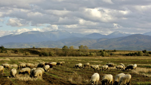 Предложение: На животновъди да се дават общински и държавни обработваеми земи