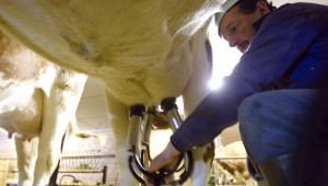Отпада ли реализацията на мляко за изхранване на животни?