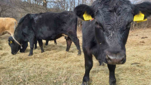 Липса на ваксини вкарва животновъди в нарушение