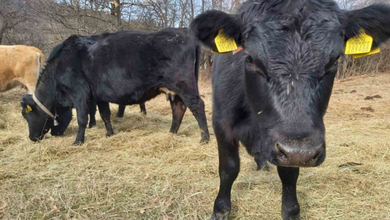 Липса на ваксини вкарва животновъди в нарушение