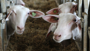Овце и кози: Каква реализация ще се търси от високопродуктивни и от автохтонни породи?