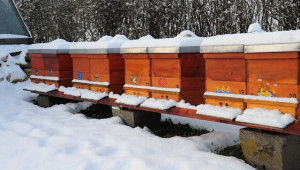 Пчелари експериментират с кошери на закрито